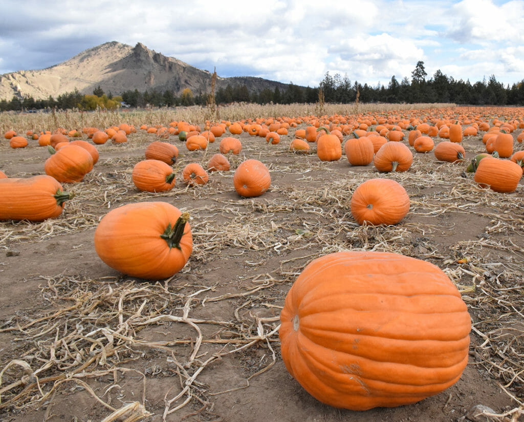 Smith Rock Ranch Pumpkin Patch Get in the Spirit of Fall